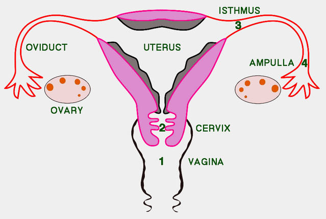 vaginal sperm cervical sperm uterine sperm Flintstone porn pics